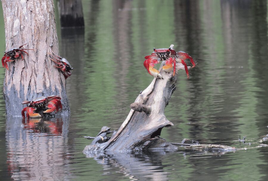 Paraty Bay: Half-Day Mangroves and Beaches Tour by Kayak - Is $90 a fair price for four hours?