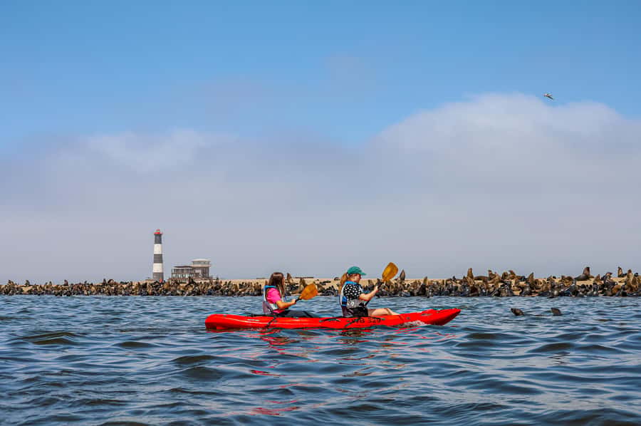Pelican Point: Kayak with Seals Experience - Why Pelican Point is such a good place to kayak