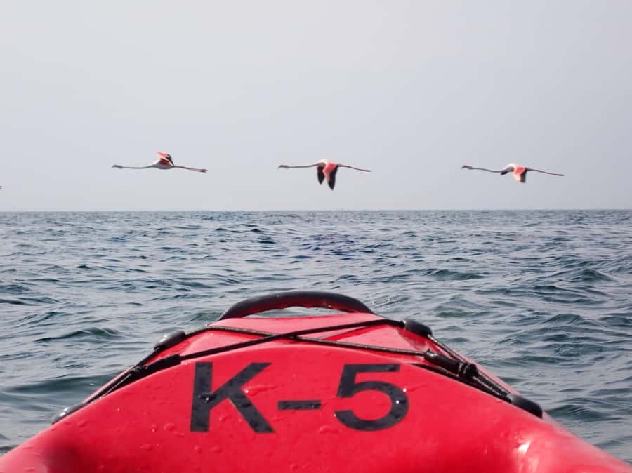 Pelican Point: Kayak with Seals Experience - Landing on the beach at Pelican Point