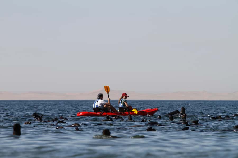 Pelican Point: Kayak with Seals Experience - Paddling among the Cape Fur seals