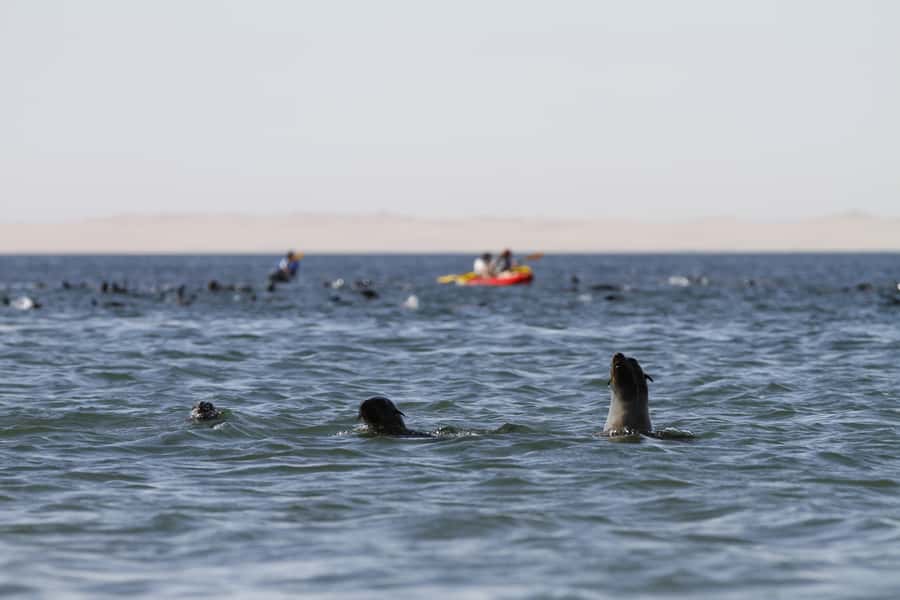 Pelican Point: Kayak with Seals Experience - Coffee, breakfast, and a warm-up on the beach