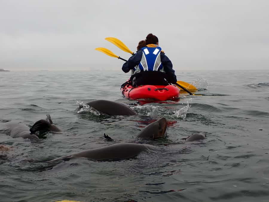 Pelican Point: Kayak with Seals Experience - Who should book this kayak trip