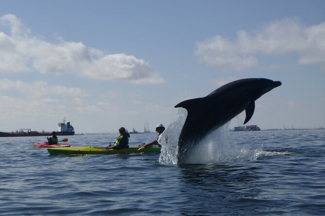 Pelican Point Kayaking Half-Day Tour - Why Pelican Point works so well for wildlife