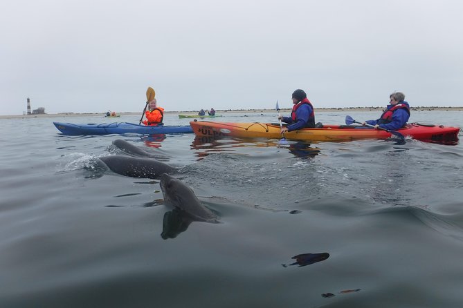Pelican Point Kayaking Half-Day Tour - Paddling beside the seal colony