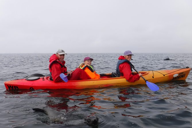Pelican Point Kayaking Half-Day Tour - Birdwatching and beach food along the route
