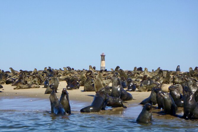 Pelican Point Kayaking Half-Day Tour - Photos, guides, and the human side of the trip