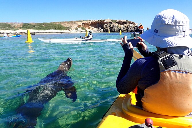 Penguin and Seal Islands Sea Kayaking Experience - Lunch, snorkeling, and the shape of the day