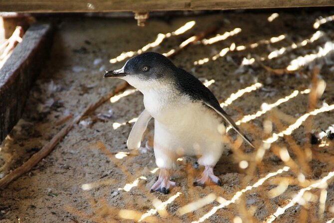 Penguin and Seal Islands Sea Kayaking Experience - Is $142.01 fair for six hours?