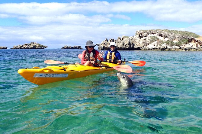 Penguin and Seal Islands Sea Kayaking Experience - Penguin Island on foot