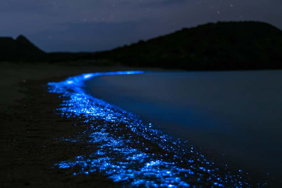Phuket: Phang Nga Bay Bioluminescent Plankton and Sea Canoes - Dinner at a floating fishing village