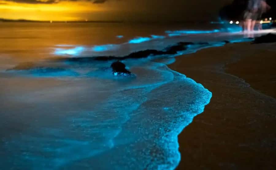 Phuket : Twilight Sea Canoe Tour with Glowing Plankton - Pickup from Phuket and the ride to Ao Por Pier