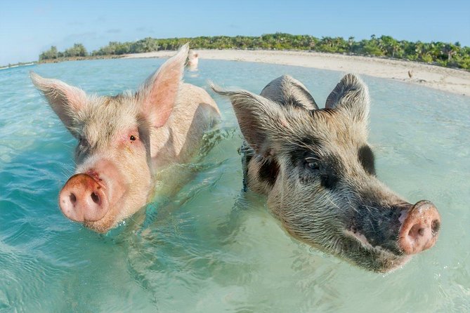 Pig Island Experience By Speed Boat, Snorkeling, Kayaking Relaxing on the Beach - Is $53.54 good value?
