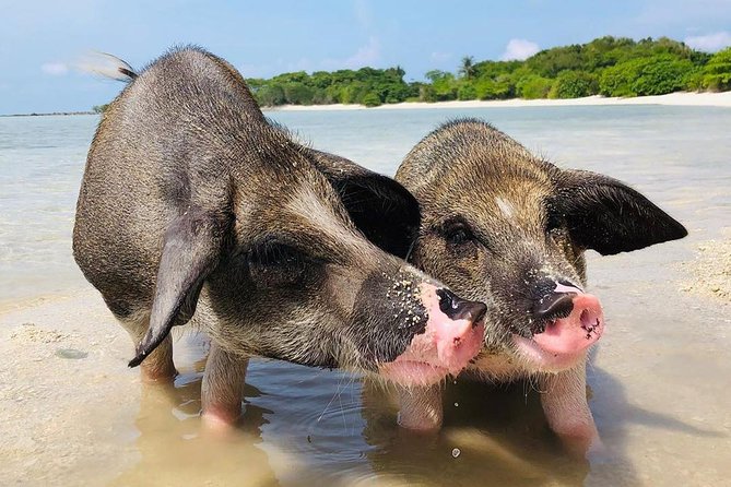 Pig Island Experience By Speed Boat, Snorkeling, Kayaking Relaxing on the Beach - Who will enjoy this trip most