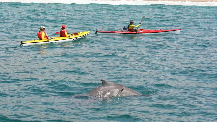 Plettenberg Bay: Guided Sea Kayak Tour - Launching from Central Beach