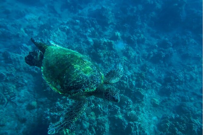 Private Beginner Paddleboard Lesson with Snorkel in Turtle Town - Guide Style, Stories, and Helpful Local Advice