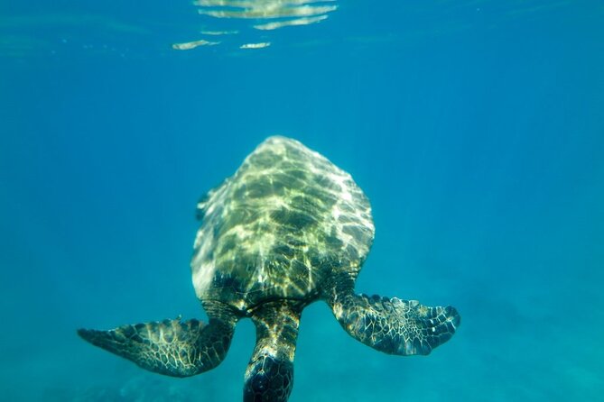 Private Beginner Paddleboard Lesson with Snorkel in Turtle Town - Snorkeling With Turtle Town as Your Goal