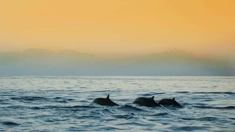 Puerto Banús: Floky Boat Cruise with Snorkeling & Paddle SUP - What to expect from the snorkeling