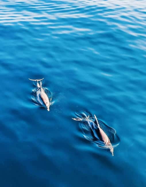 Puerto Banús: Floky Boat Cruise with Snorkeling & Paddle SUP - Who will enjoy this boat day most