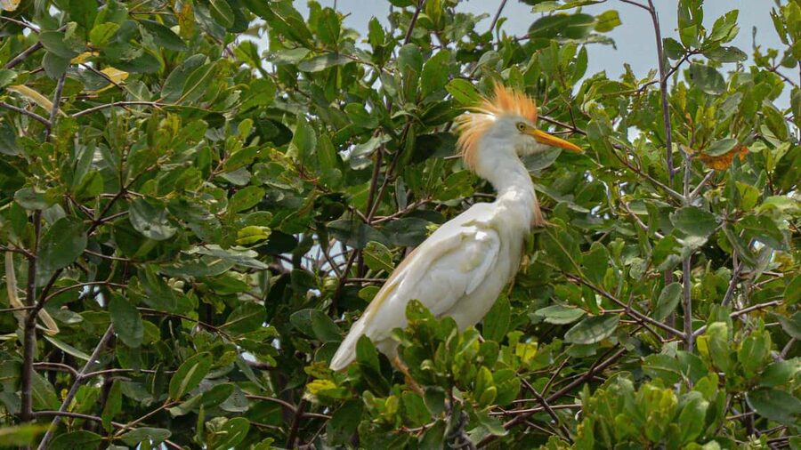 Puerto Escondido: Kayak Adventure On Manialtepec Lagoon - Why Manialtepec Lagoon is worth a morning