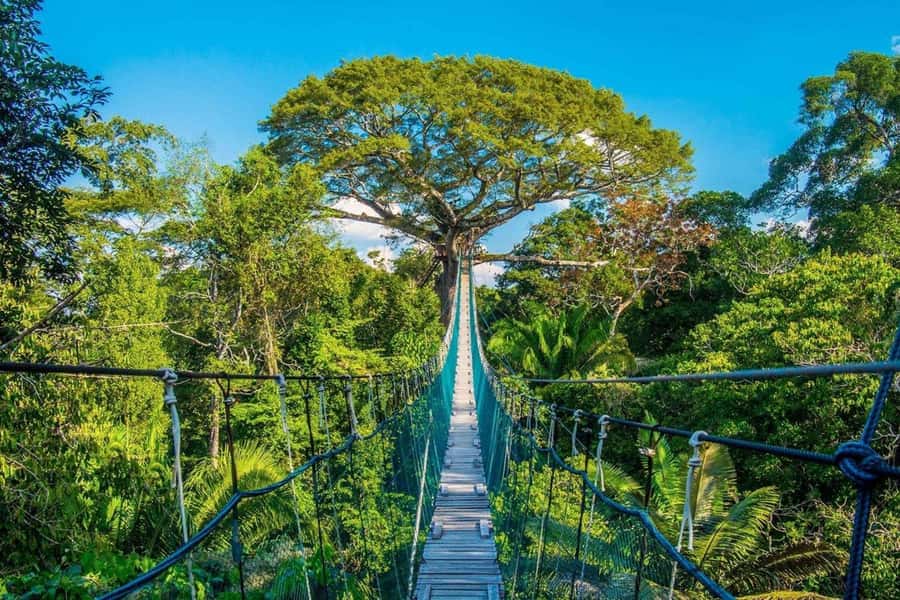Puerto Maldonado: Jungle Adventure |Zipline + Canopy + Kayak - The suspension bridge through the forest