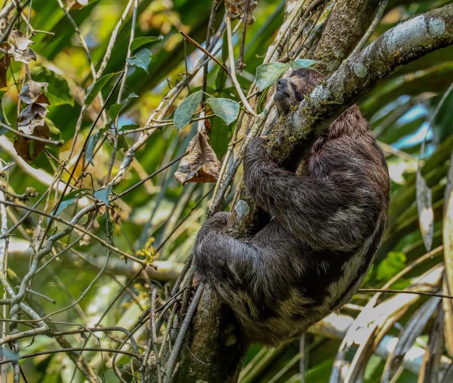 Puerto Maldonado: Sandoval Lake Full-Day Trip with Canoeing - A Full Amazon Day Without Leaving Puerto Maldonado