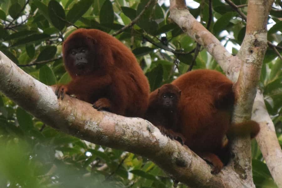 Puerto Maldonado: Sandoval Lake Full-Day Trip with Canoeing - Reaching Tambopata by Riverboat