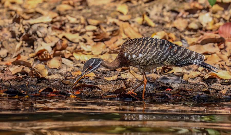 Puerto Maldonado: Sandoval Lake Full-Day Trip with Canoeing - Giant Otters, Black Caimans, and Real Wildlife Luck