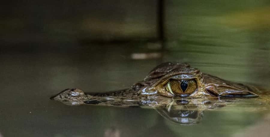 Puerto Maldonado: Sandoval Lake Full-Day Trip with Canoeing - Heat, Rain, and What to Pack