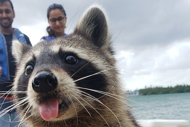 Raccoon Island: Exploration on SUP/Kayak - Key points to know before you book