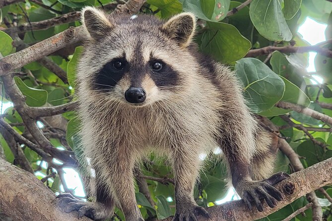Raccoon Island: Exploration on SUP/Kayak - From Bill Bird Marina to the mangrove channels