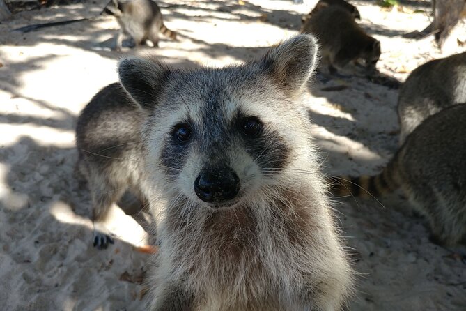 Raccoon Island: Exploration on SUP/Kayak - The boat ride to Raccoon Island