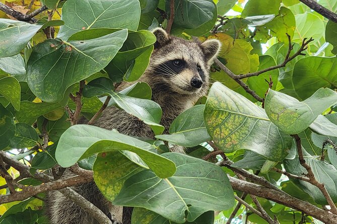 Raccoon Island: Exploration on SUP/Kayak - Meeting the raccoons on Sandspur Island