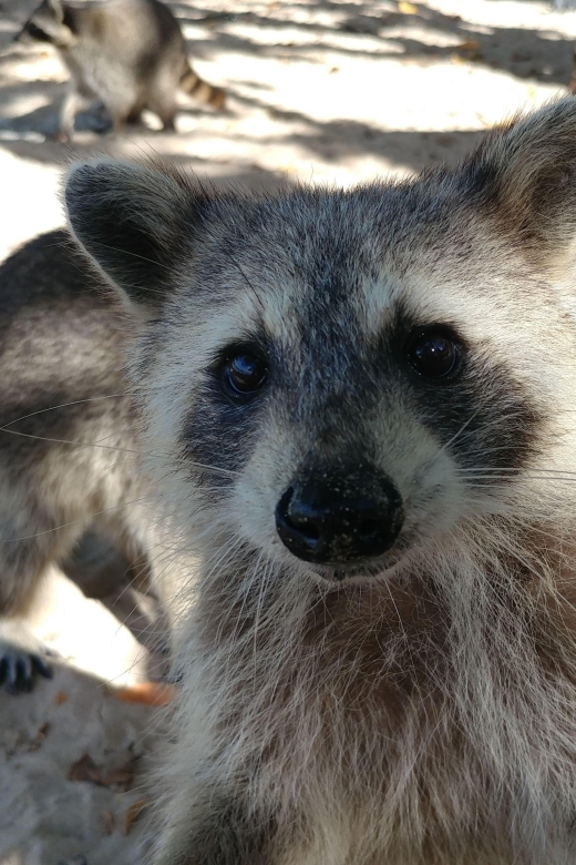 Raccoon Island: Exploration on SUP/Kayak - The real value of the $99 price