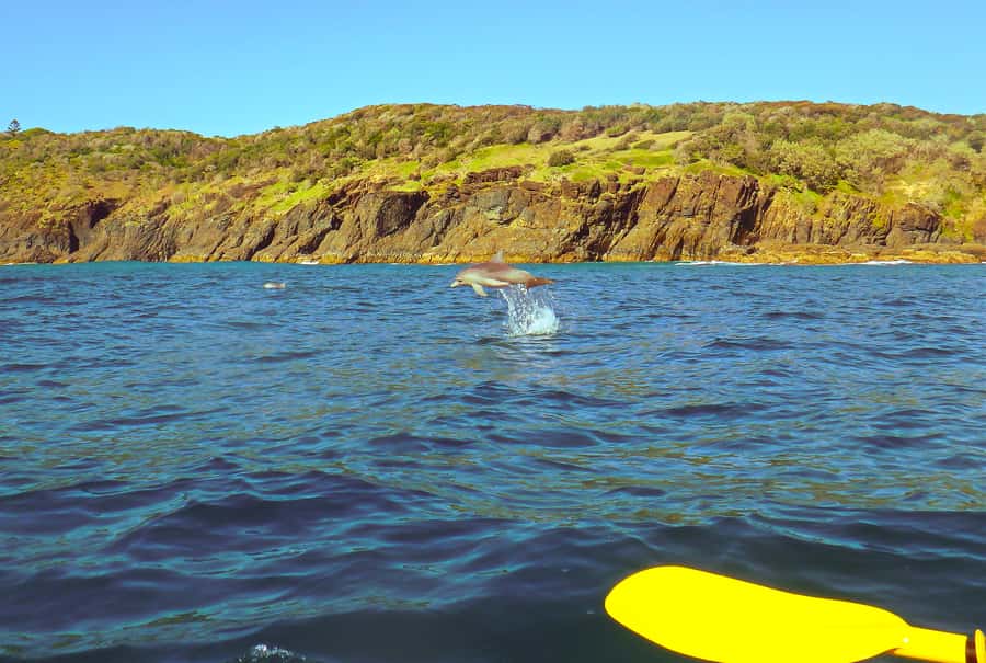 Rainbow Beach: Kayaking with Dolphins and Beach 4WD Tour - What the kayak section feels like