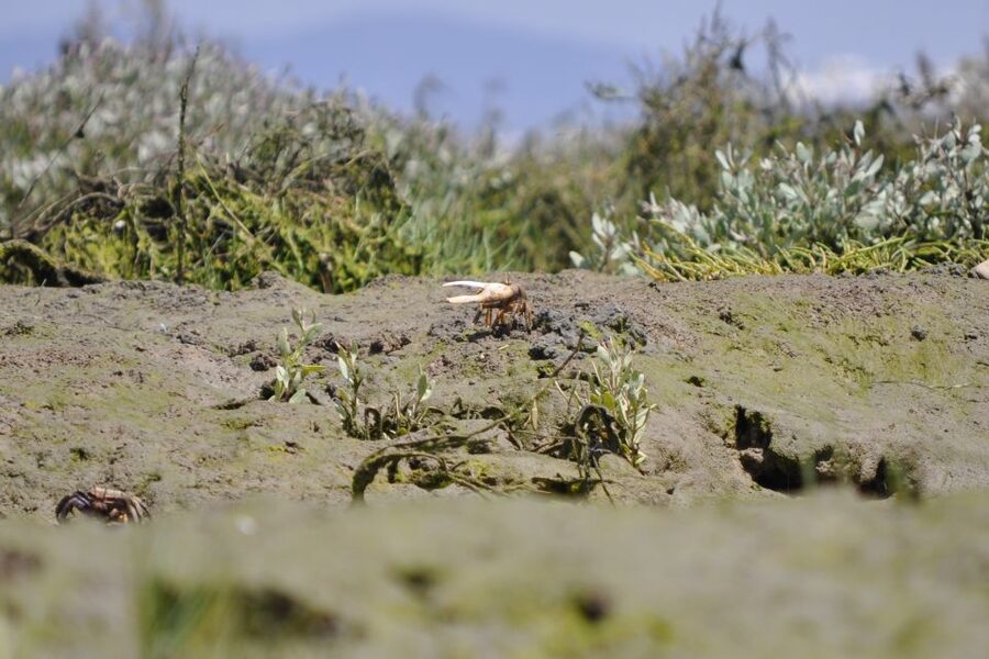 Ria Formosa National Park: Kayak Trip - The short lesson before heading into the marshes