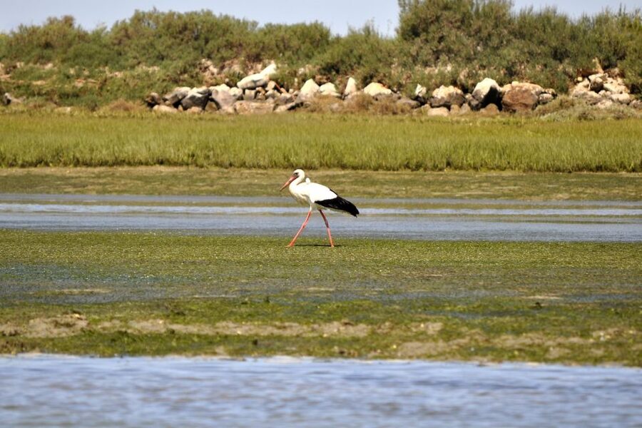 Ria Formosa National Park: Kayak Trip - Paddling through marshes, channels, and small islets