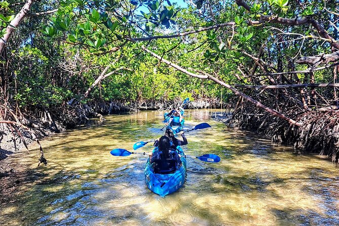 Rookery Bay Kayak Adventure – Mangroves, Wildlife & Photos - Wildlife watching at paddle level