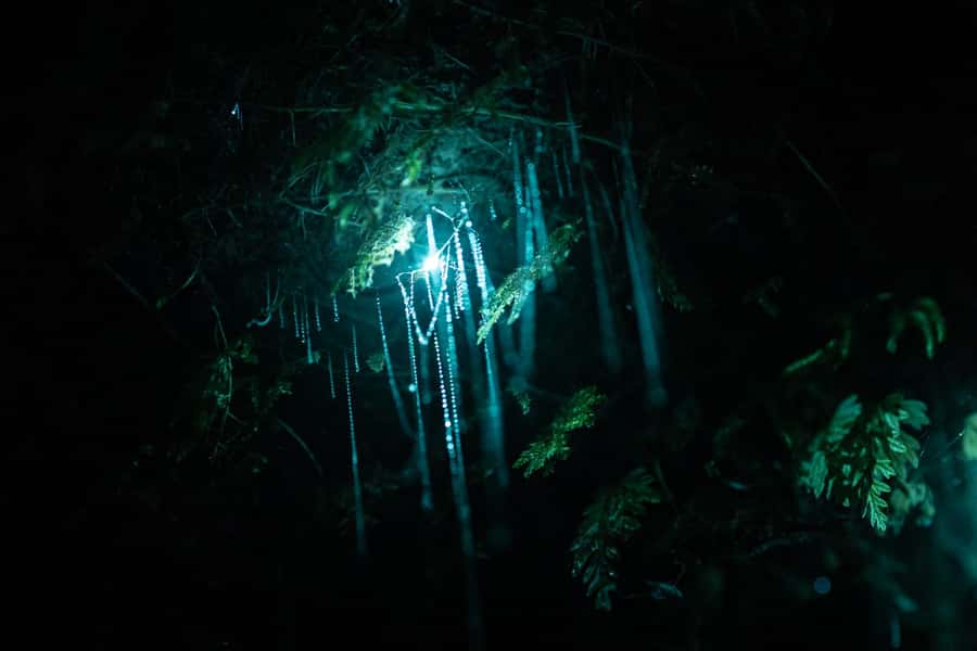 Rotorua: Glow Worm Kayak Tour - How the small group affects the outing