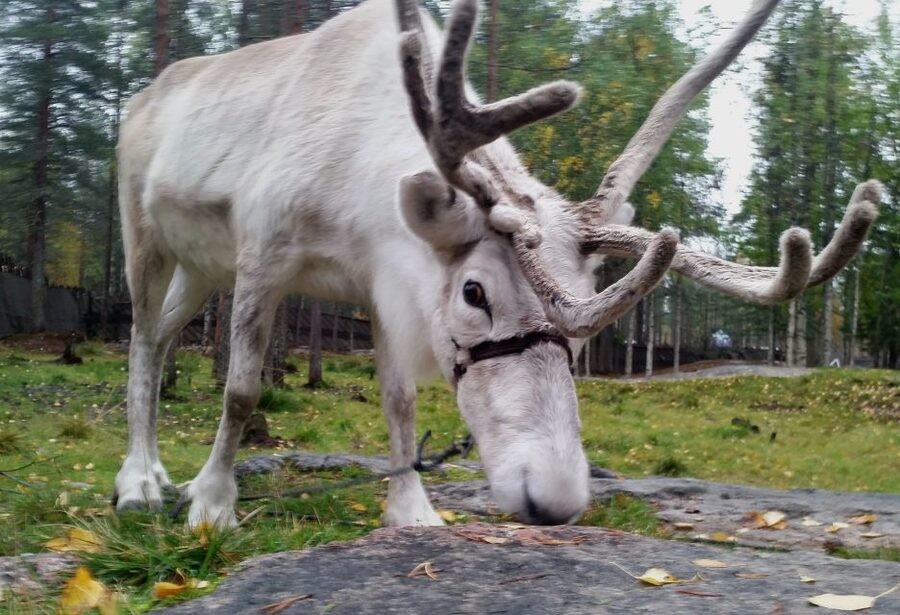Rovaniemi: Authentic Reindeer Farm & Canoeing - Feeding reindeer and learning from the herders