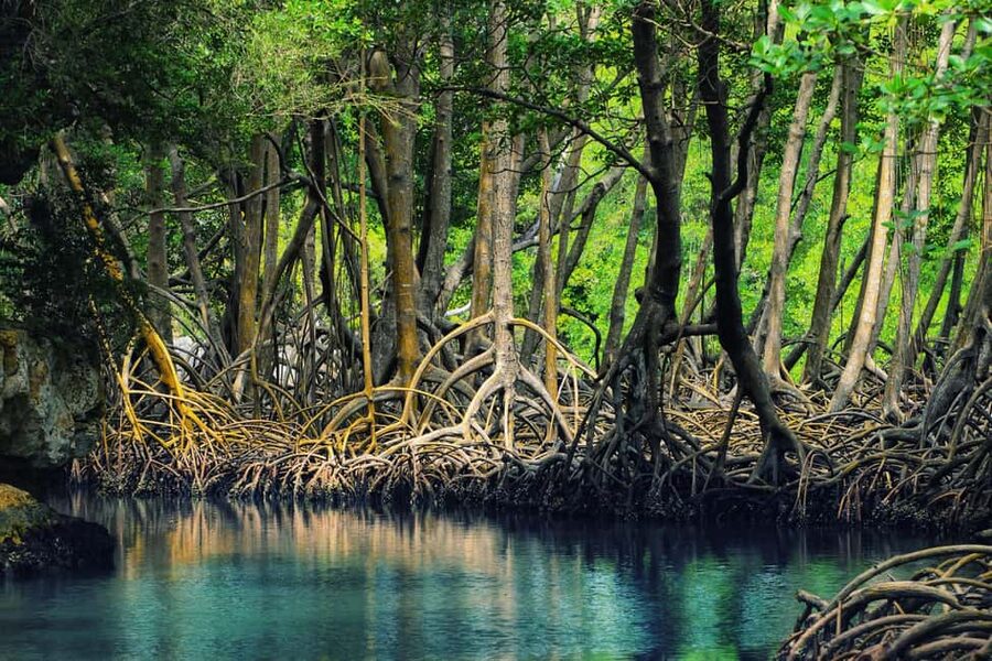 Sabana de la Mar: Los Haitises Guided Hike and Kayaking - Key points to know before booking
