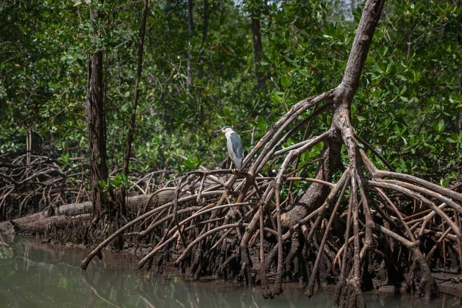 Sabana de la Mar: Los Haitises Guided Hike and Kayaking - What the Taíno connection adds