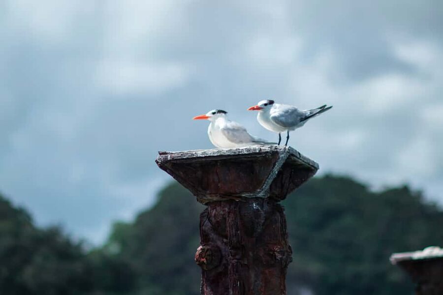 Sabana de la Mar: Los Haitises Guided Hike and Kayaking - From sheltered channels to San Lorenzo Bay