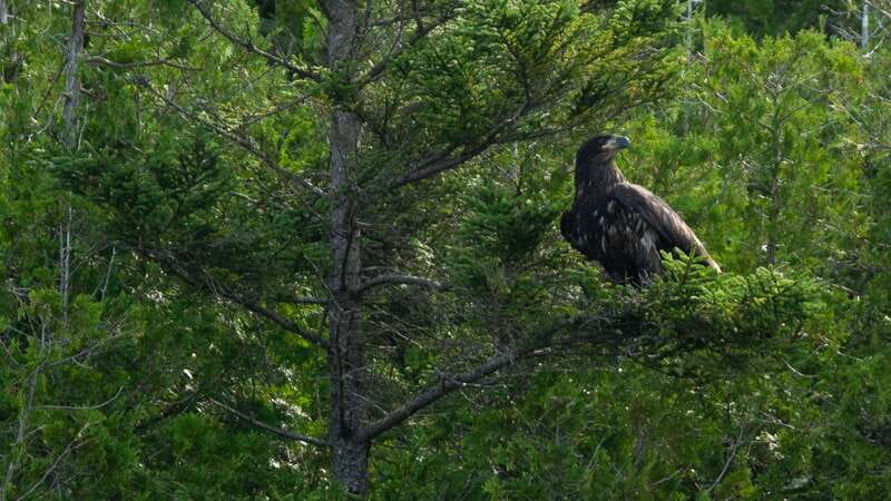 Saint John River: River Relics Kayak Tour - Why this Saint John River paddle is different