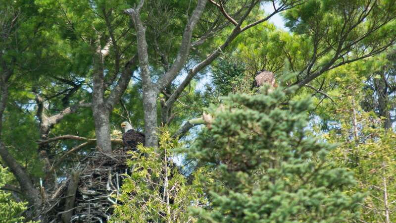 Saint John River: River Relics Kayak Tour - Wildlife on the South Bay
