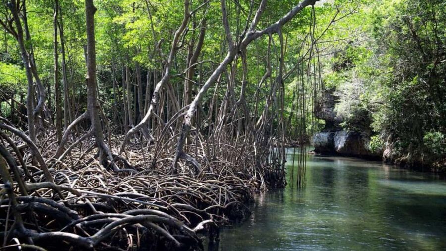 Samana: Los Haitises Kayaks & Caño Hondo Pools Tour w/ Lunch - What to bring for this particular day