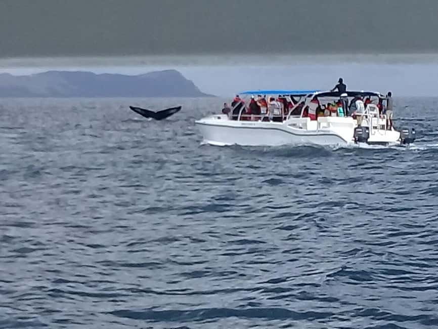 Samaná: Whale, Cayo Levantado, & Kayak in Samaná Bay Tour - Families, beginners, and people who should think twice