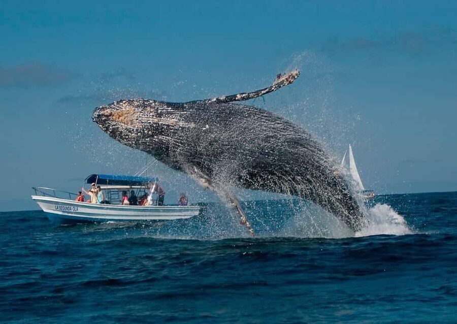 Samaná: Whale, Cayo Levantado, & Kayak in Samaná Bay Tour - Should you book this Samaná Bay tour?