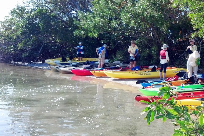 Sarasota Guided Mangrove Tunnel Kayak Tour - Is $59 a Fair Price?