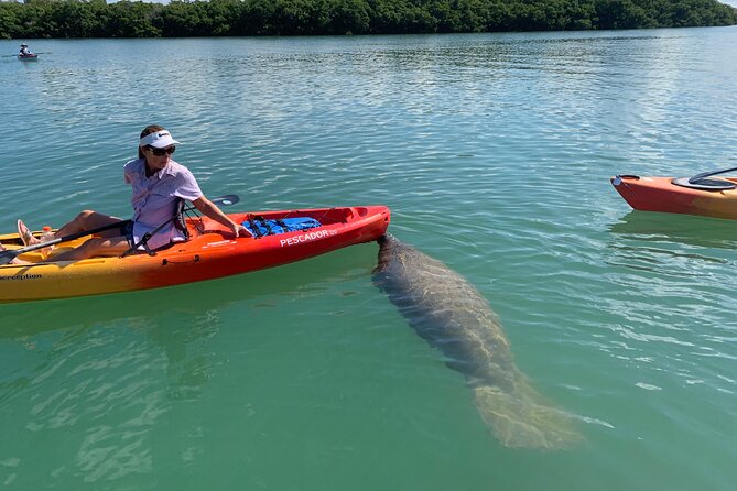 Sarasota Mangrove Tunnel Guided Kayak Adventure - What to bring and how to prepare