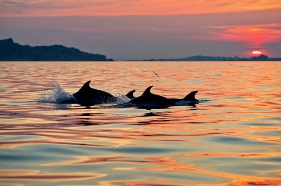 Sardinia: Sunset Kayak Tour + Snorkeling and Local Aperitif - Proratora and its sea cave